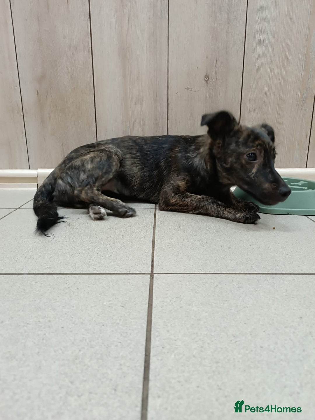 Mixed Breed dogs for adoption: 💙🐶 MILO 🐶💙 - Image 15