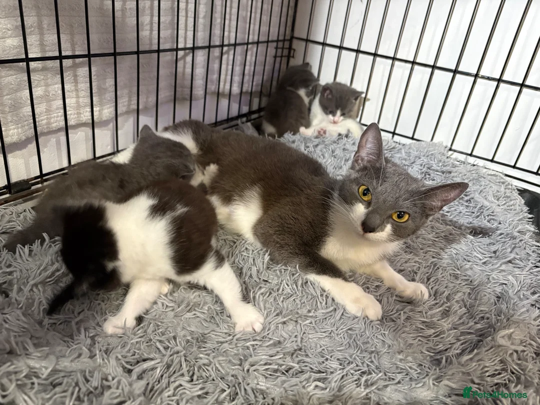 Mixed Breed cats for sale: Fluffy Kittens for sale❤️ in Gillingham - Advert 1