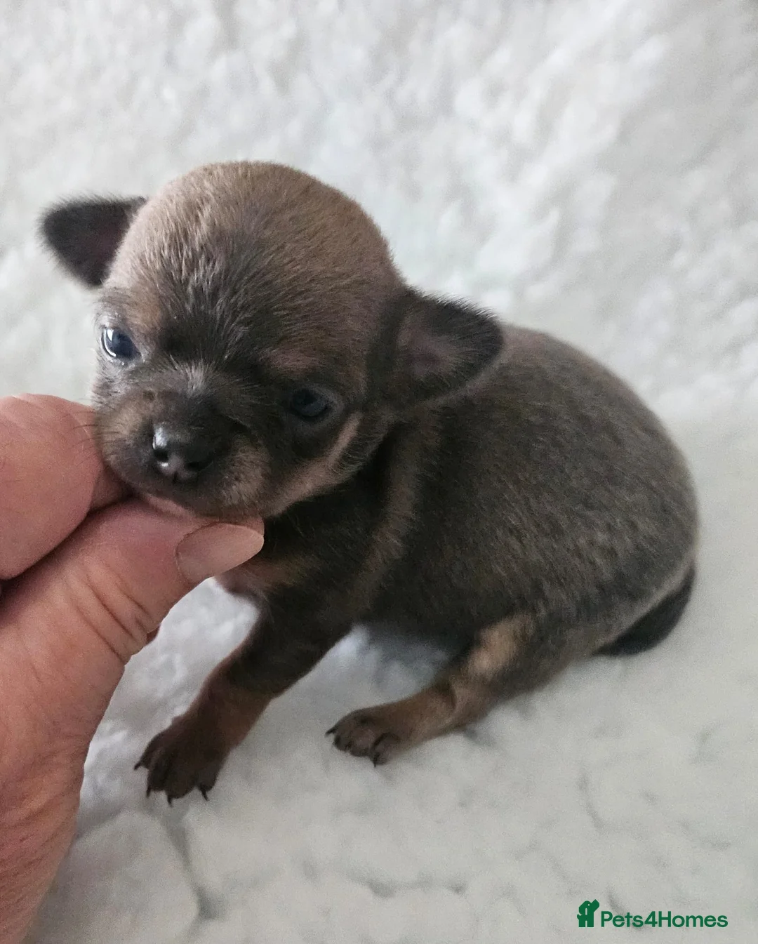 Chihuahua dogs for sale: SmoothCoat Chihuahua  - Advert 2