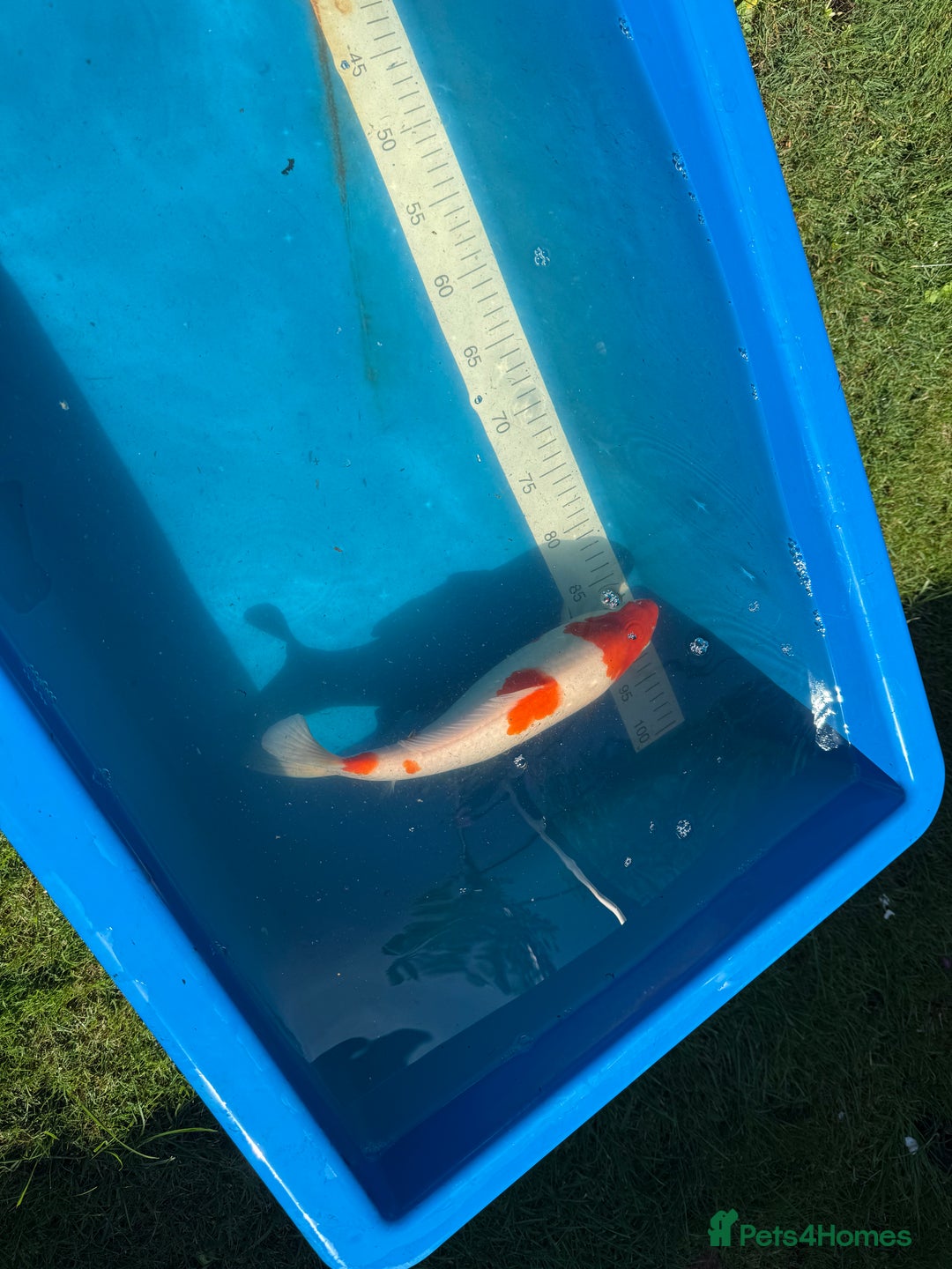 Koi Carp fish for sale: Various koi carp for sale  - Image 16