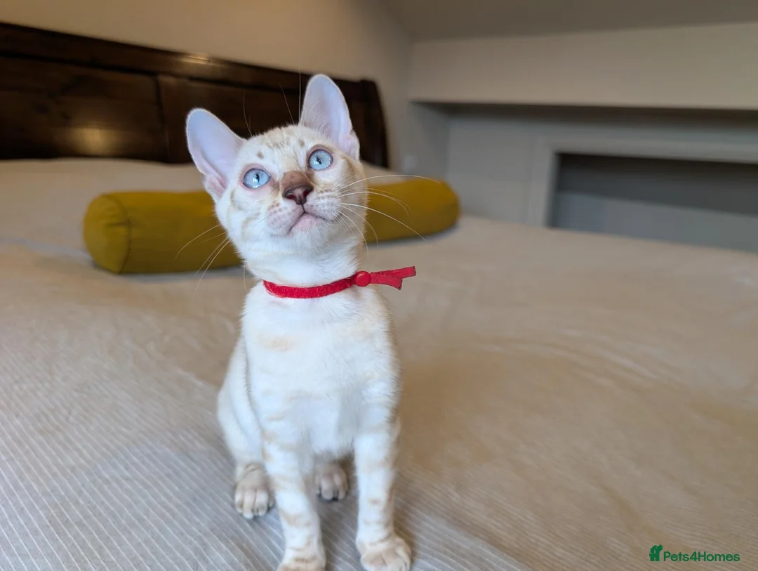 Bengal cats for sale: 🤍🩶 GORGEOUS BENGAL KITTENS 🩶🤍 - Advert 2