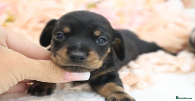 Miniature Dachshund dogs - Advert 16