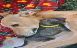 Whippet dogs for sale: KC Registered Whippet Puppies Scotland - Image 16