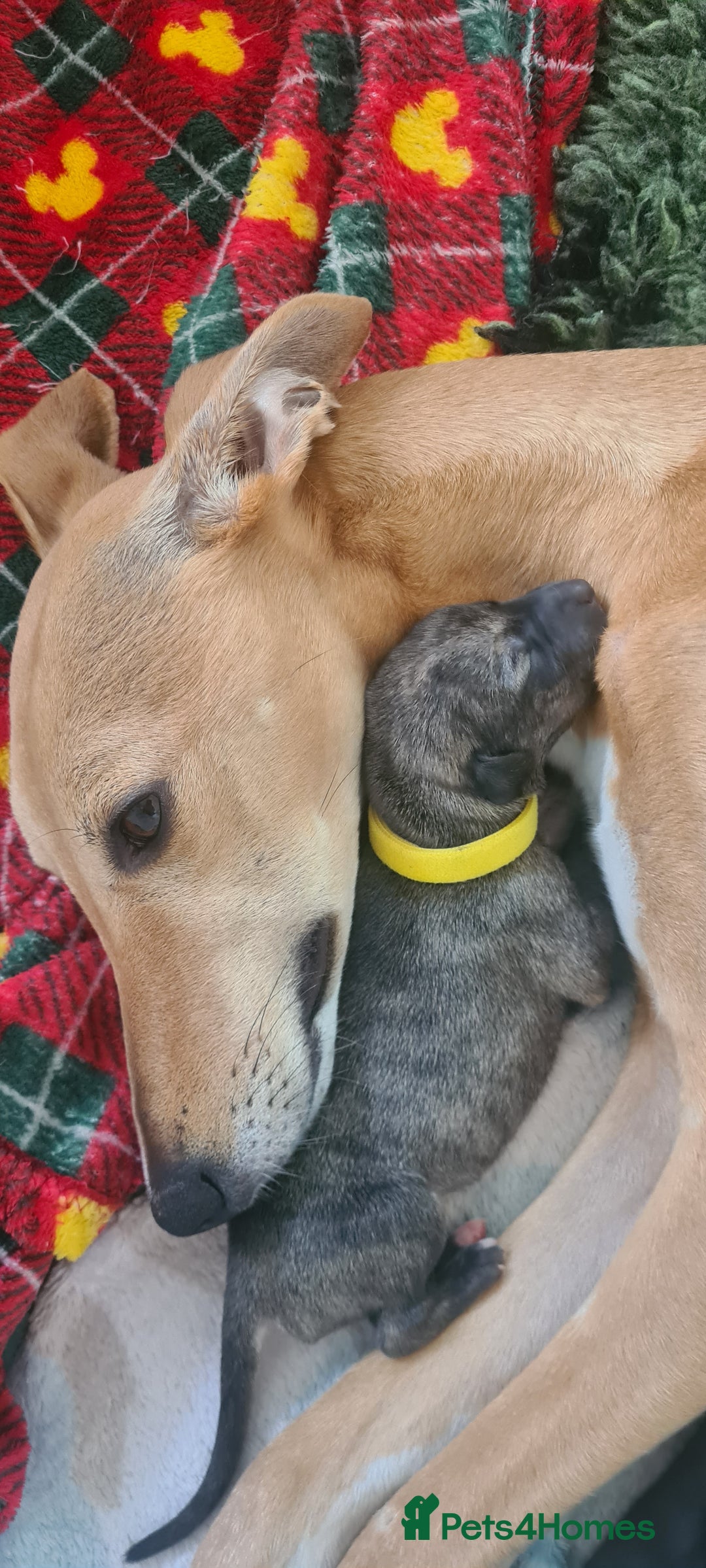 Whippet dogs for sale: KC Registered Whippet Puppies Scotland - Image 16