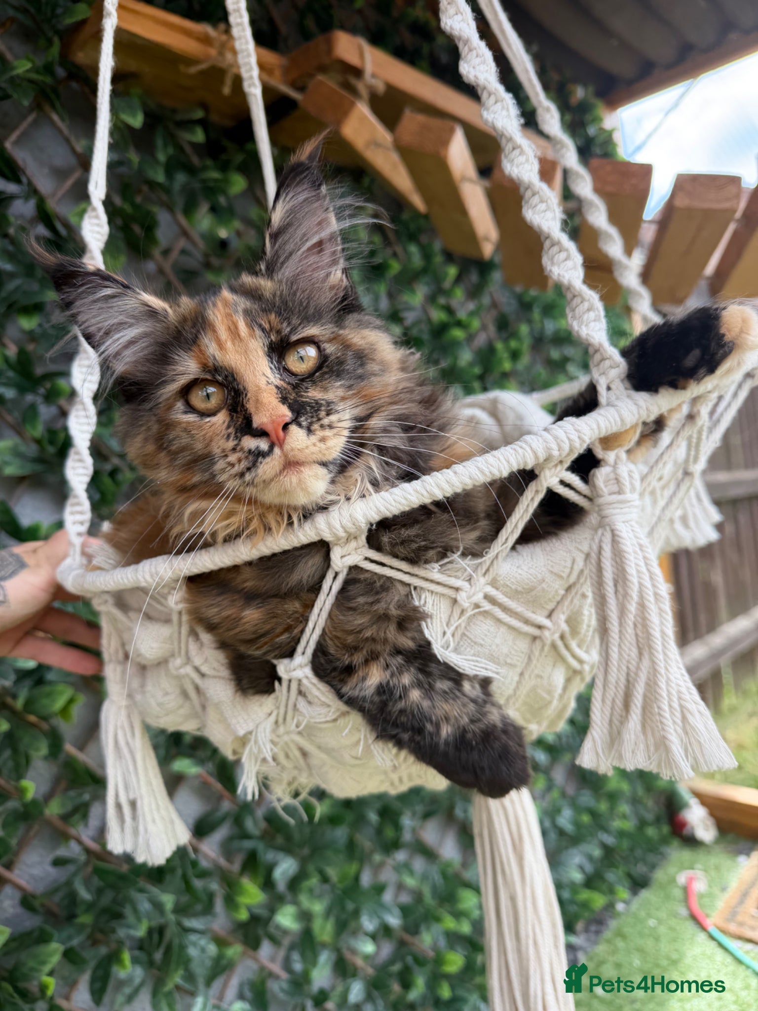 Maine Coon cats ⭐️TICA MAINECOON KITTEN’S⭐️🏆 - Advert 18