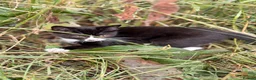 Mixed Breed cats for sale: GORGEOUS KITTENS - Advert 5