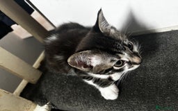 Domestic Shorthair cats for sale: 2 Female & 1 Male adorable baby kittens for SALE🐈 - Image 2