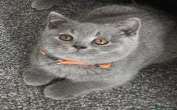 British Shorthair cats for sale: Blue British Shorthair 🐈‍⬛ - Image 7