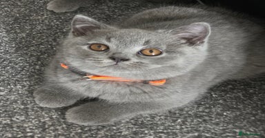 British Shorthair cats - Advert 12