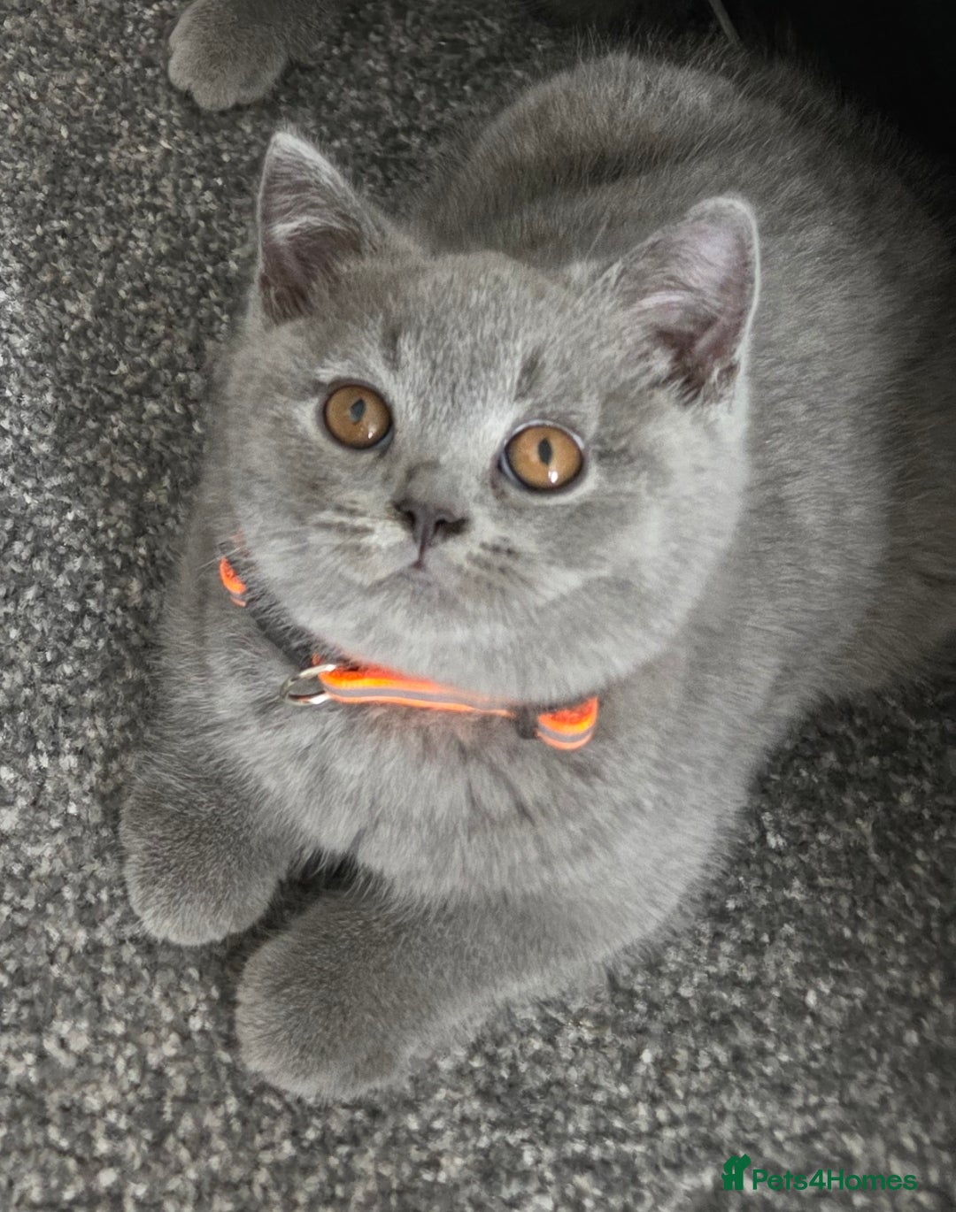 British Shorthair cats for sale: Blue British Shorthair 🐈‍⬛ - Image 7