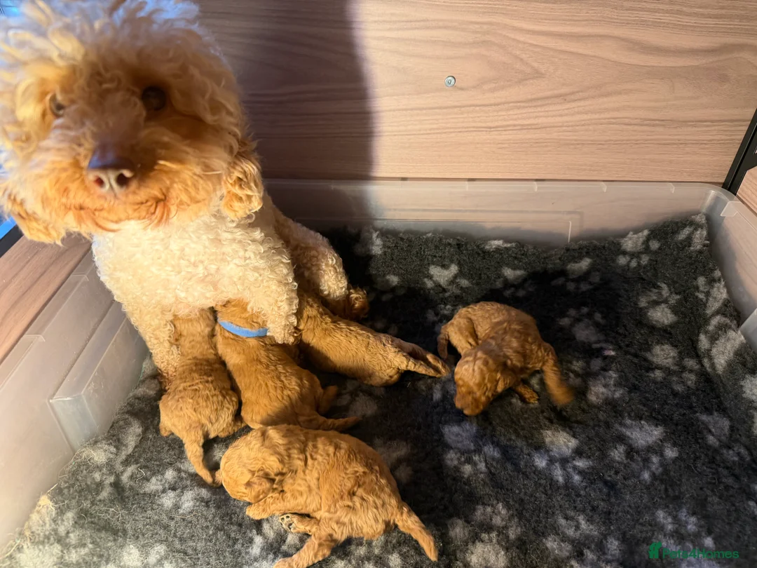 Toy Poodle dogs for sale: Fox Red Genuine pure Toy Poodle Puppies - Advert 2
