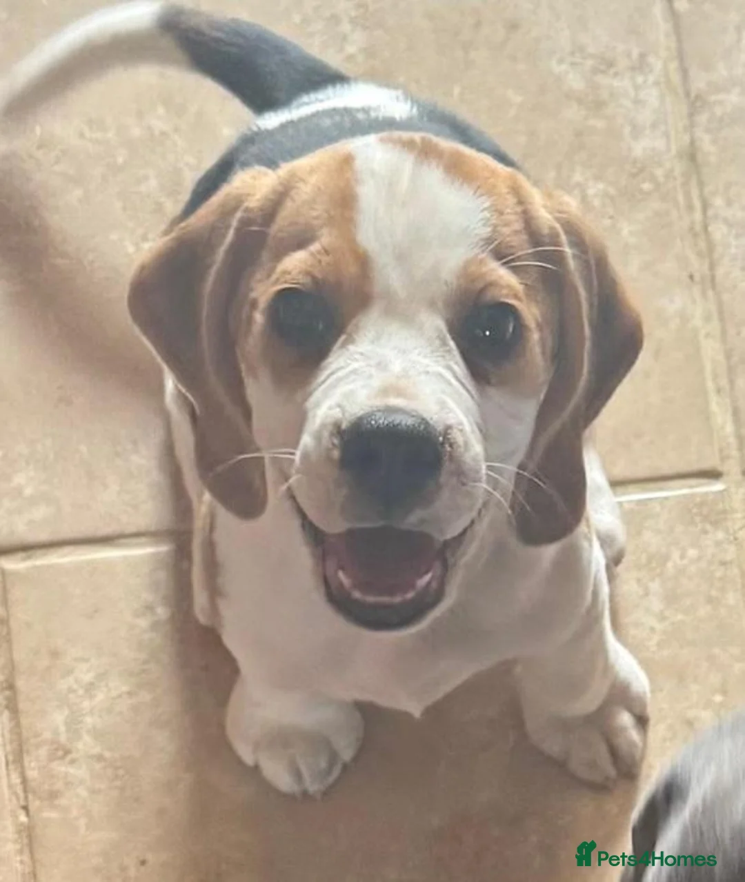 Beagle dogs for sale: Little Trailblazers Ready for Adventure in Birmingham - Advert 2