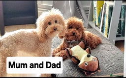 Toy Poodle dogs for sale: Charming Toy Poodle Puppies - Image 38