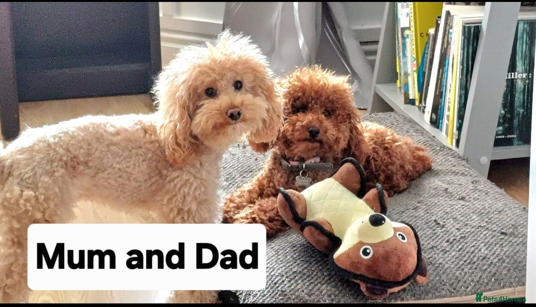 Toy Poodle dogs for sale: Charming Toy Poodle Puppies - Image 38