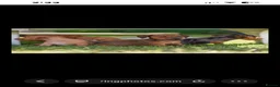 Jackshund dogs for sale: Beautiful family dogs in Bridgwater - Advert 12