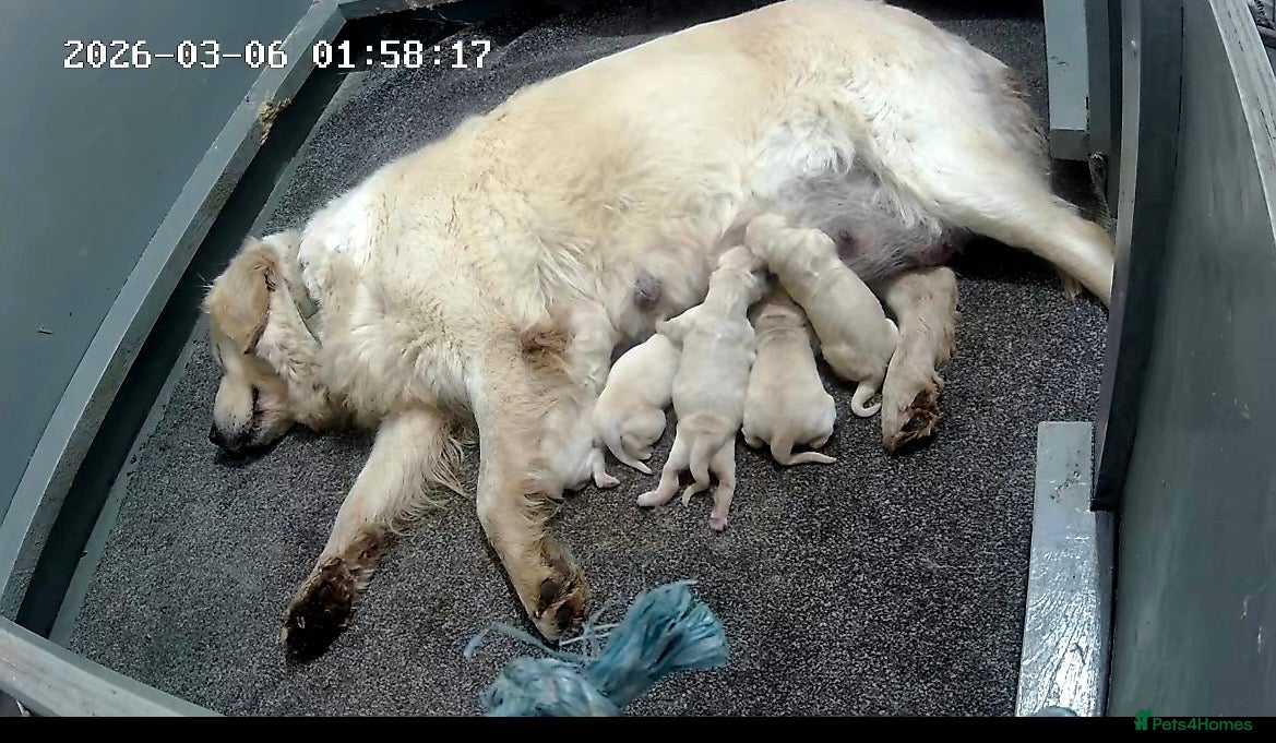 Golden Retriever dogs Golden Retriever pups - Advert 1