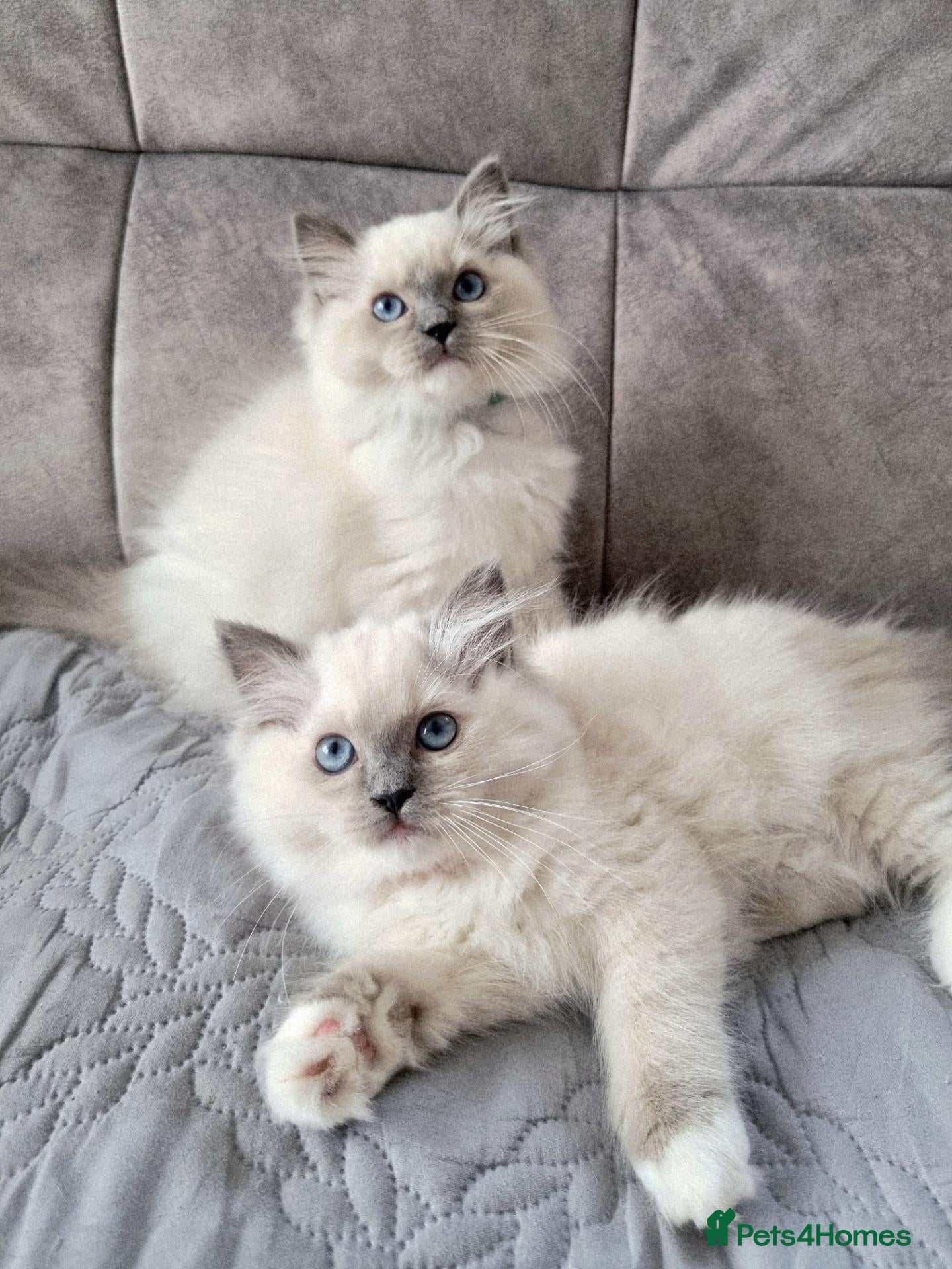 Ragdoll cats TICA registered DNA Tested Ragdoll Kittens  - Advert 1