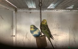 Cockatiels birds for sale: 2025  Cockatiels and Budgies - Image 18
