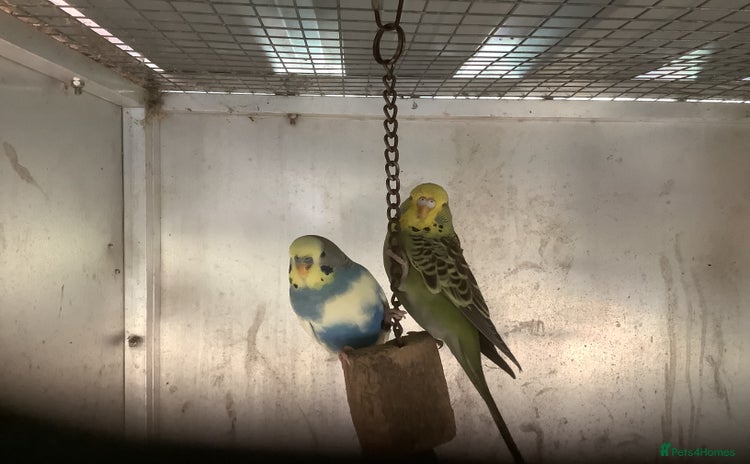 Cockatiels birds - Advert 10