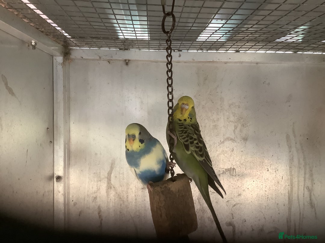 Cockatiels birds for sale: 2025  Cockatiels and Budgies - Image 18
