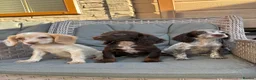 Cocker Spaniel dogs for sale: 3 cocker spaniels (council licensed breeders) - Advert 6