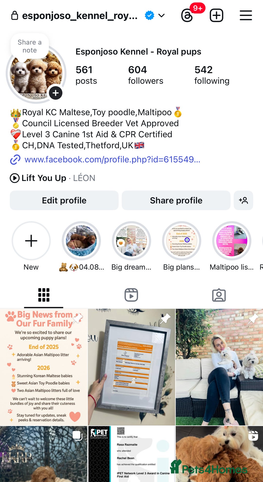 Maltese dogs for stud: ✨Exquisite KC Full Korean Maltese Stud DNA Clear ✨ - Image 2
