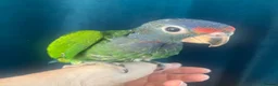 Parrots birds for sale: Hand reared baby Blue-headed Pionus - Advert 5