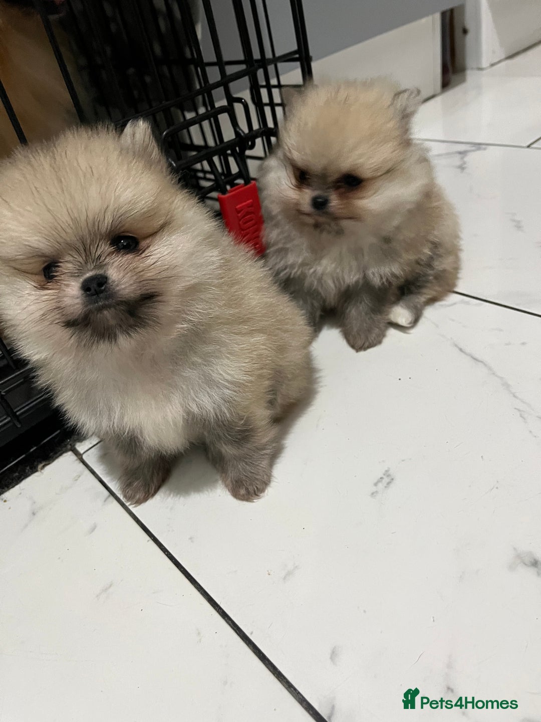 Pomeranian dogs for sale: 2 beautiful Pomeranian puppies - Advert 1