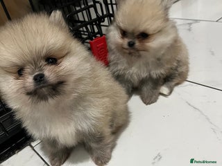 Pomeranian dogs 2 beautiful Pomeranian puppies - Advert 2