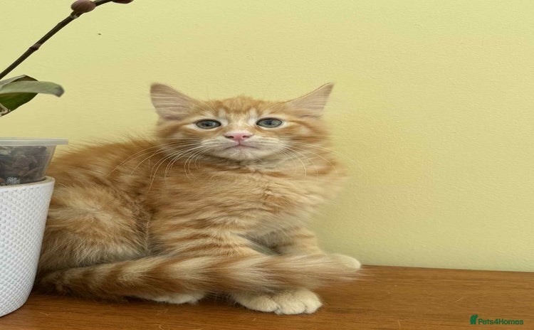 Maine Coon cats - Advert 12