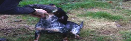 Cocker Spaniel dogs for sale: Trained cocker spaniel bitch - Advert 5
