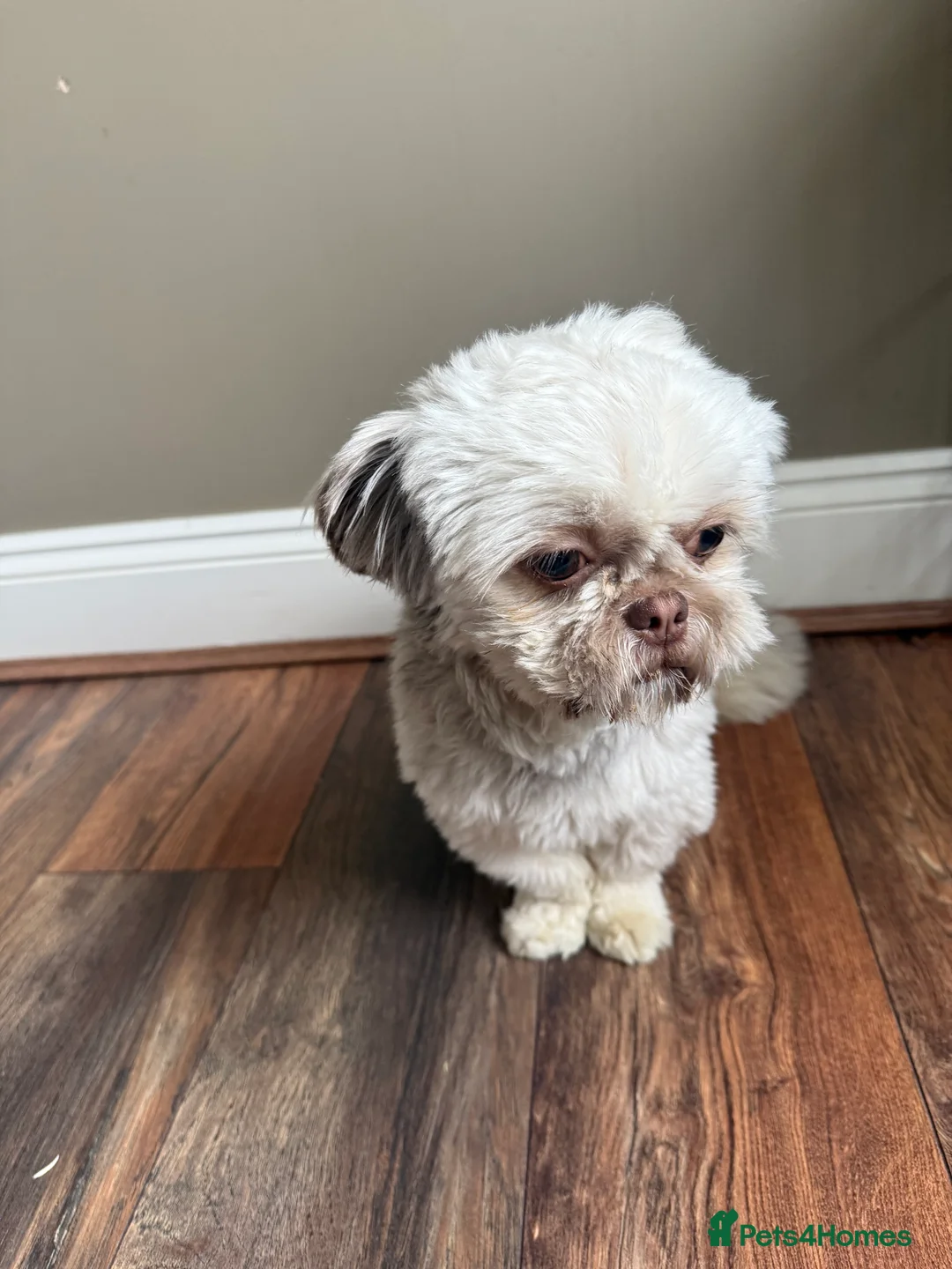 Shih Tzu dogs for sale: Beautiful Sand Beige Cream Shih Tzu Male - Advert 5