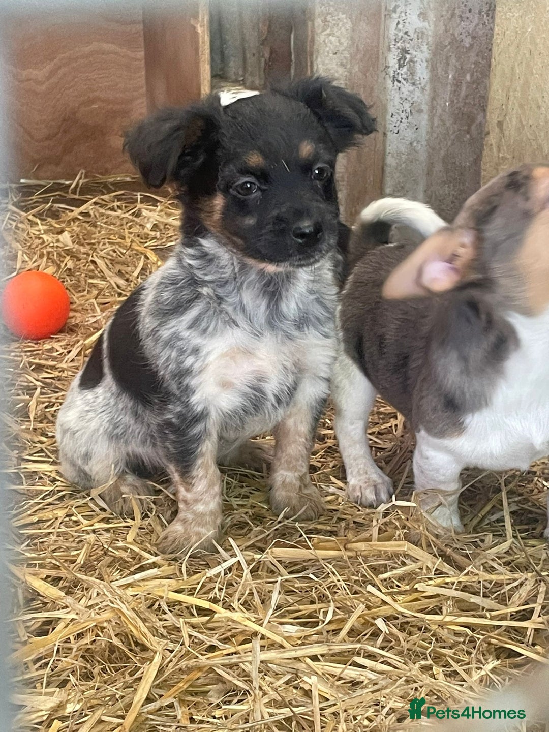 Jack Russell dogs for sale: Jack Russell puppies - Image 11