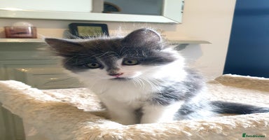 Mixed Breed cats - Advert 15