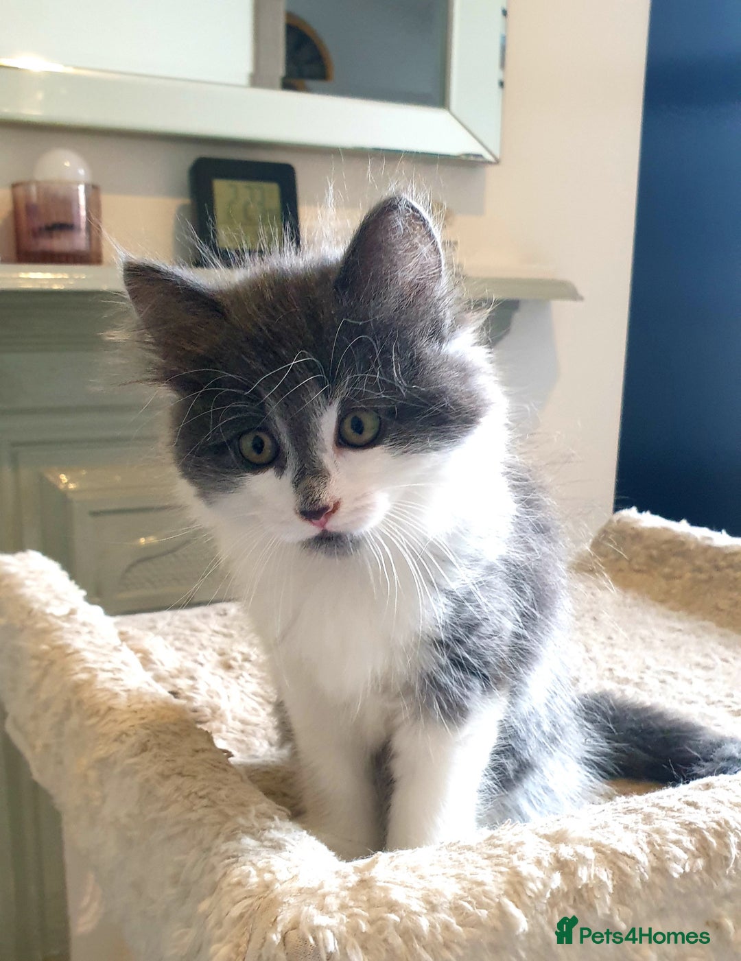Mixed Breed cats for sale: Beautiful girl gray & white  - Image 3