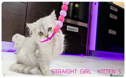 Scottish Fold cats for sale: SCOTTISH FOLD KITTENS (DELIVERY  AVAILABLE) - Image 13