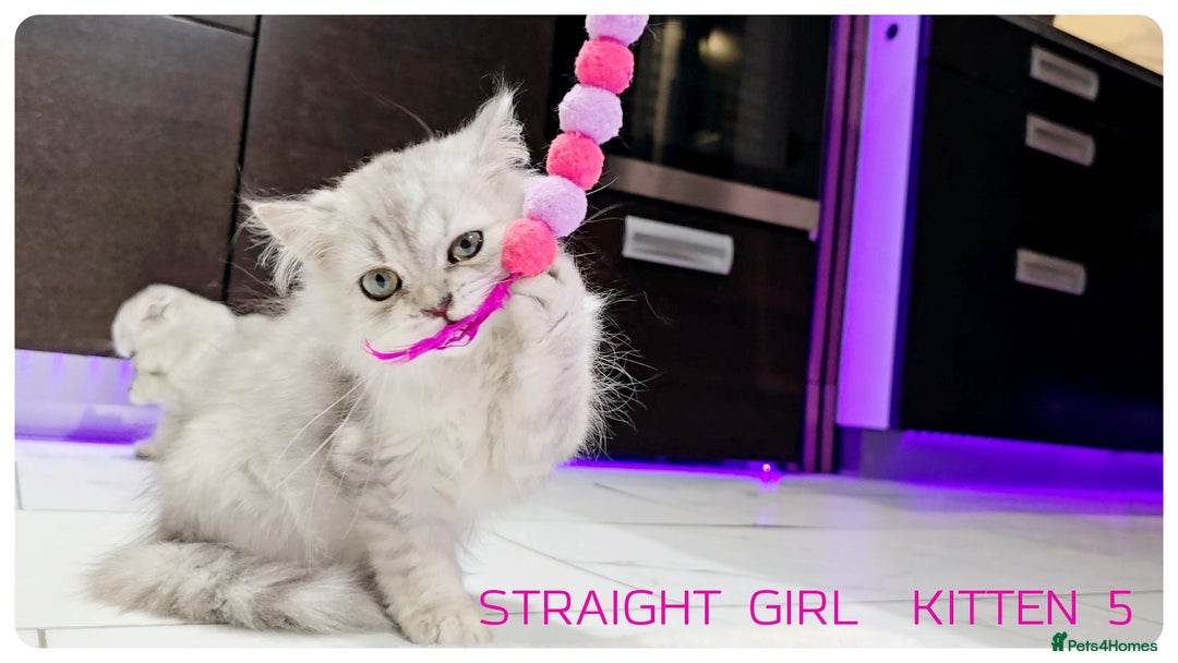 Scottish Fold cats for sale: SCOTTISH FOLD KITTENS (DELIVERY  AVAILABLE) - Image 13