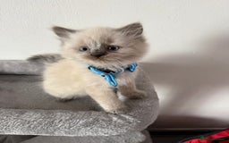 British Shorthair cats for sale: Beautiful bred British shorthairs  - Image 25