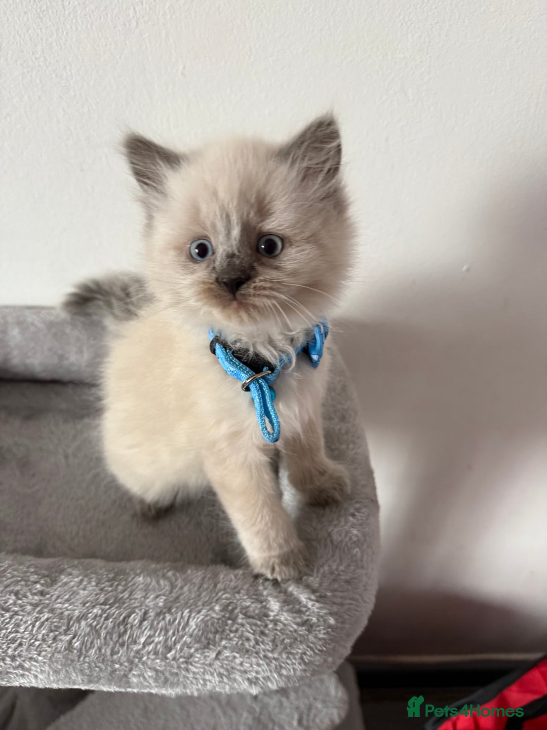 British Shorthair cats for sale: Beautiful bred British shorthairs  - Image 25