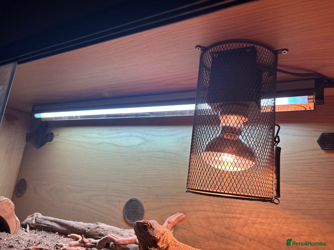 Bearded Dragon reptiles for sale: 3 Year old Female bearded dragon + vivarium - Advert 3