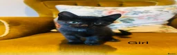 Mixed Breed cats for sale: *READY NOW* 3 Beautiful Black Kittens  - Advert 14