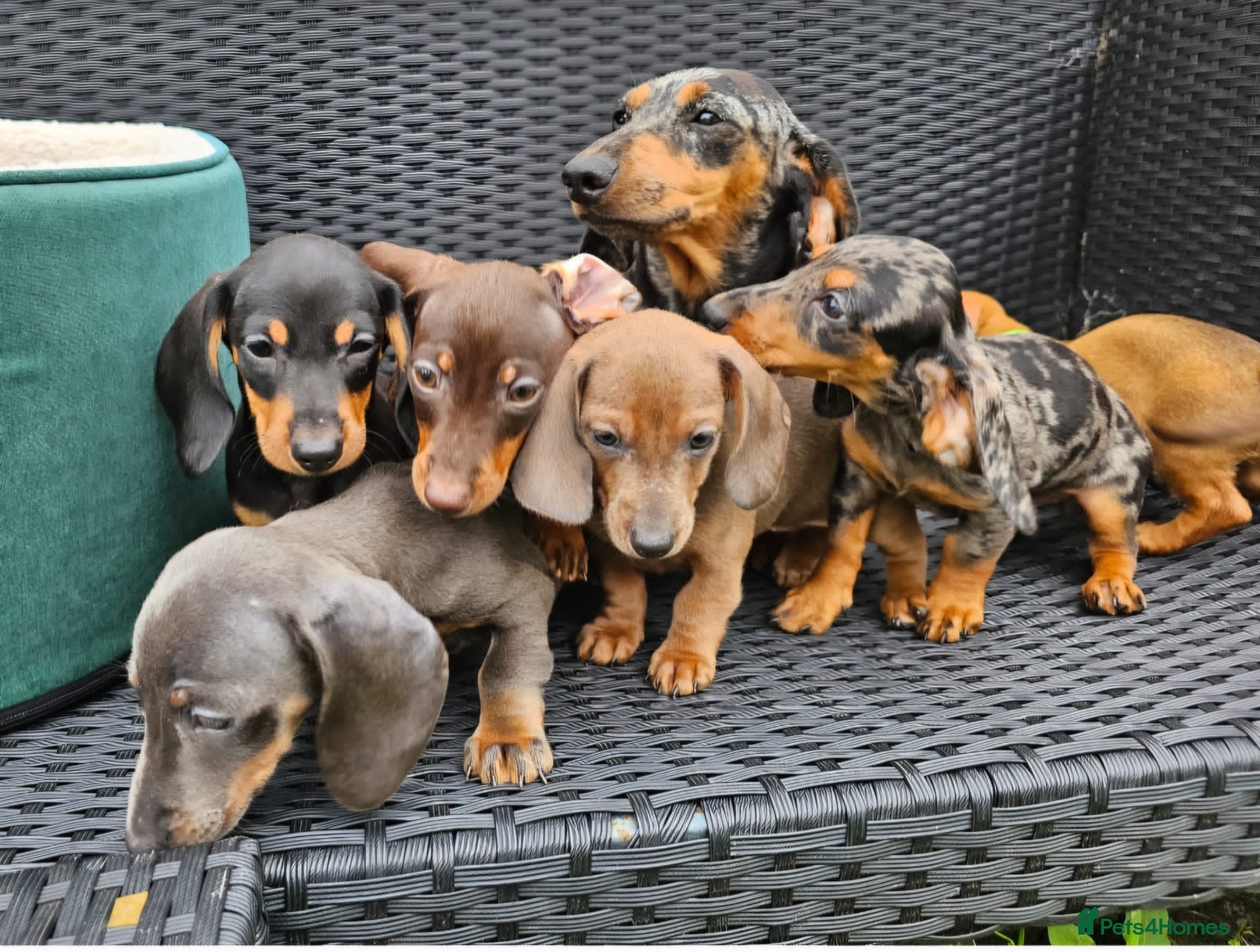Dachshund dogs Super sweet Dachshund puppies - Advert 1