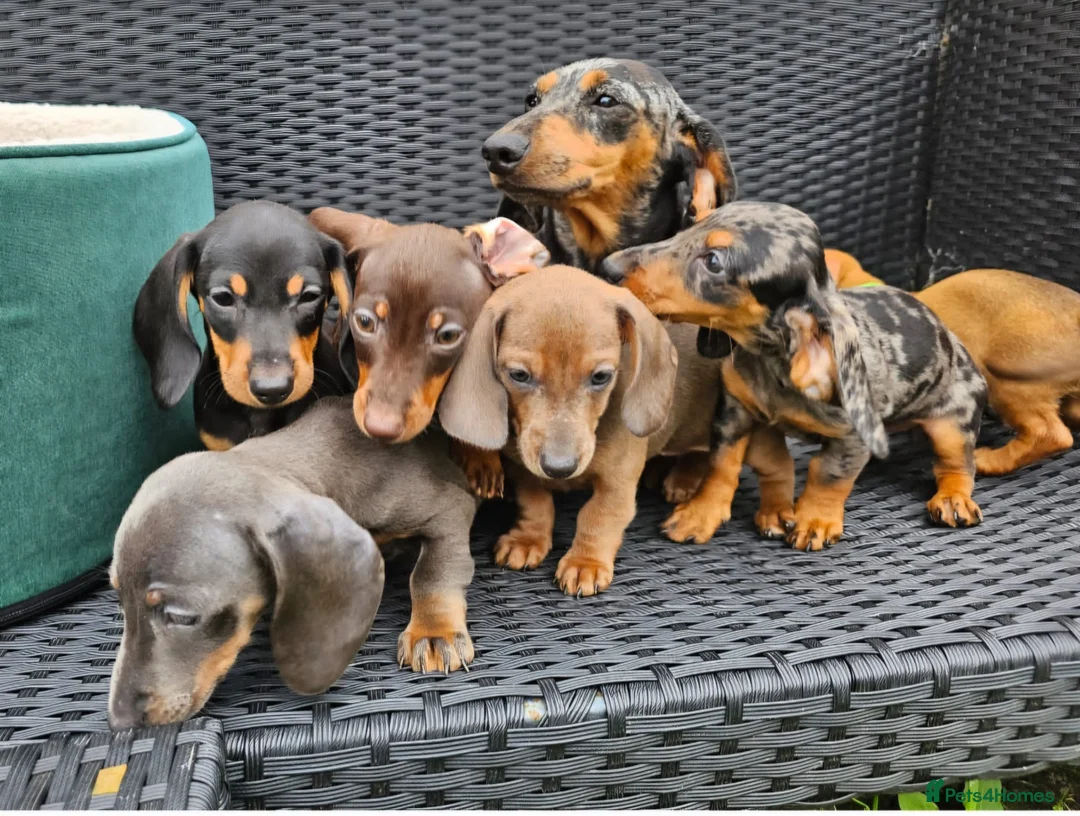 Dachshund dogs for sale: Super sweet Dachshund puppies - Advert 2
