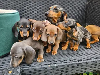 Dachshund dogs Super sweet Dachshund puppies - Advert 2