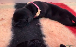 Labrador Retriever dogs for sale: Beautiful chunky litter of black pups  - Advert 19