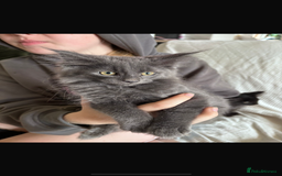 Maine Coon cats for sale: 16 week old Maine coon champion lineage  - Image 1