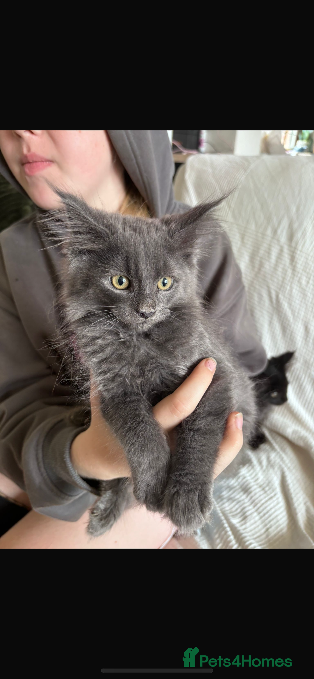 Maine Coon cats for sale: 16 week old Maine coon champion lineage  - Image 1