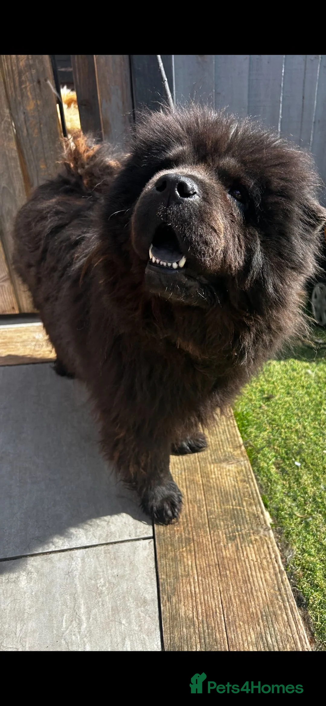 Chow Chow dogs for sale: My  3 year old beautiful chow chow girl in Doncaster - Advert 2