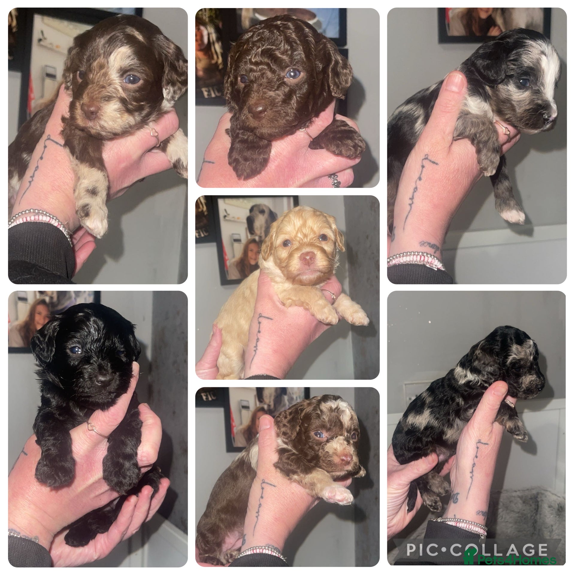 Cavapoo dogs Gorgeous f1b cavapoo puppies - Advert 1