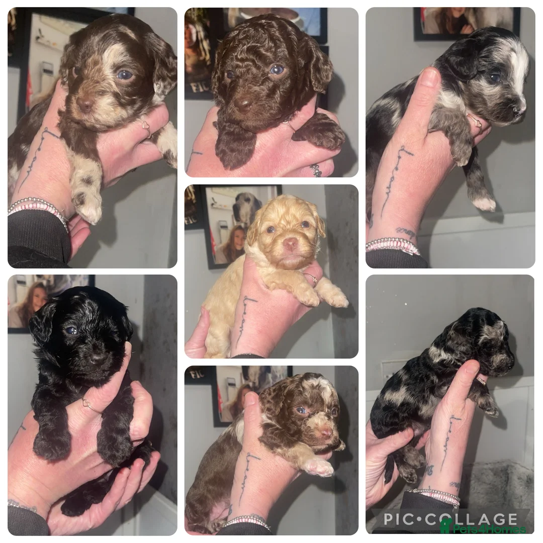 Cavapoo dogs for sale: Gorgeous f1b cavapoo puppies in Ebbw Vale - Advert 1